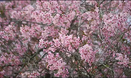 சுற்றுலா பயணிகளின் விழிகளுக்கு விருந்து படைக்கும் செர்ரி பூக்கள்