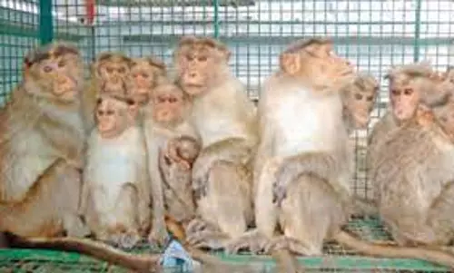 குரங்குகள் கூண்டு வைத்து பிடிப்பு