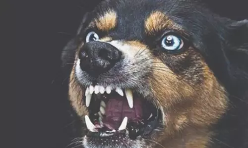 பொதுமக்களுக்கு அச்சுறுத்தலாக மாறியுள்ள நாய்கள் கூட்டம்