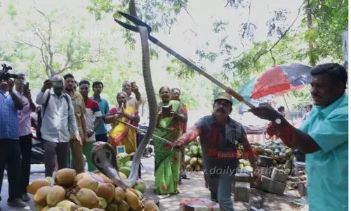 இளநீர் குவியலுக்குள் பதுங்கிய நல்ல பாம்பு இளநீர் குவியலுக்குள் பதுங்கிய நல்ல பாம்பு