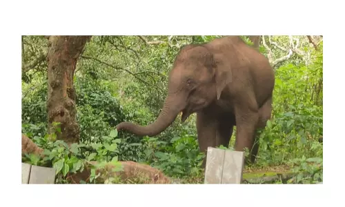 குன்னூர்-மேட்டுப்பாளையம் சாலையில்குட்டி யானை நடமாட்டம