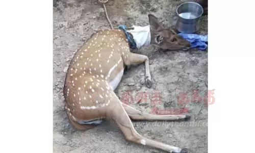 நாய்கள் கடித்ததில் புள்ளிமான் காயம்