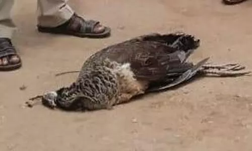 மின்சாரம் பாய்ந்து மயில் செத்தது