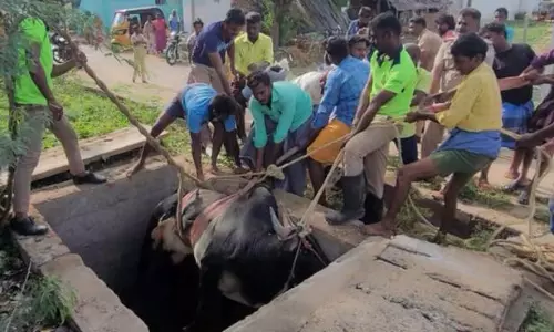 கிணற்றில் விழுந்த ஜல்லிக்கட்டு காளை உயிருடன் மீட்பு