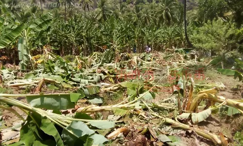 வாழை, தென்னைகளைசேதப்படுத்திய காட்டு யாைனகள்