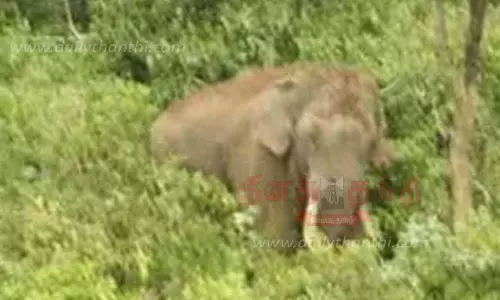 காயத்துடன் சுற்றித்திரியும் காட்டு யானை