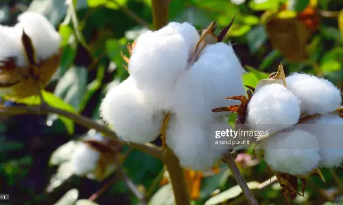 அவினாசி ஏல மையத்தில் பருத்தி வரத்து அதிகரிப்பு