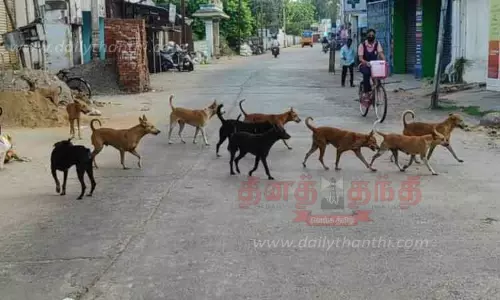 தெருக்களில் சுற்றித்திரியும் நாய்களால் பொதுமக்கள் அவதி தெருக்களில் சுற்றித்திரியும் நாய்களால் பொதுமக்கள் அவதி