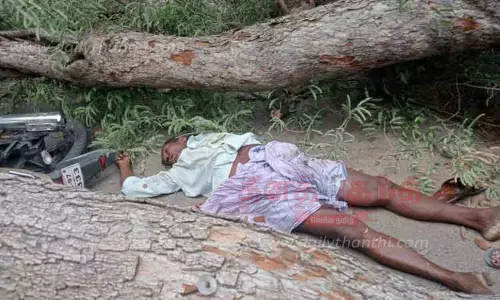 மரம் வேரோடு சாய்ந்து தொழிலாளி பலி மரம் வேரோடு சாய்ந்து தொழிலாளி பலி