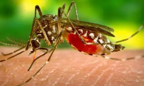 கடலூர் மாவட்டத்தில் 4 பெண்கள் உள்பட 6 பேர் டெங்கு காய்ச்சலால் பாதிப்பு தடுப்பு நடவடிக்கை தீவிரப்படுத்தப்படுமா? கடலூர் மாவட்டத்தில் 4 பெண்கள் உள்பட 6 பேர் டெங்கு காய்ச்சலால் பாதிப்பு தடுப்பு நடவடிக்கை தீவிரப்படுத்தப்படுமா?