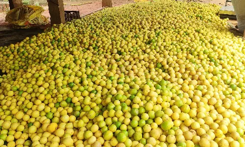 எலுமிச்சம் பழம் விலை `கிடு கிடு உயர்வு