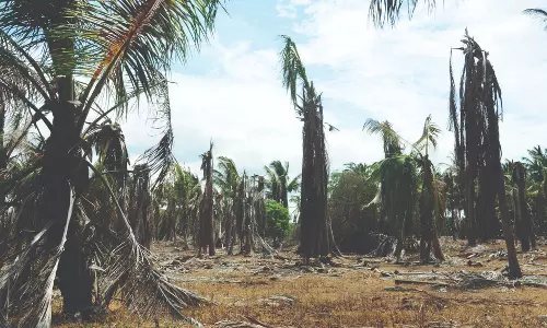 கைவிட்ட பருவமழை...கண்ணீரில் விவசாயிகள்