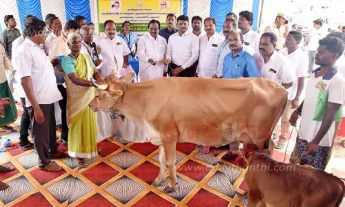 பழங்குடியின மக்களுக்கு கறவை மாடுகள்