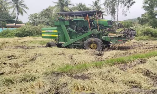நெற்பயிர்களை முன்னதாகவே அறுவடை செய்யும் விவசாயிகள்