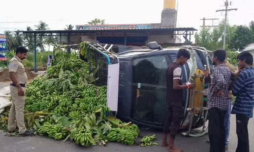 வாழைத்தார்களை ஏற்றி வந்த சரக்கு ஆட்டோ கவிழ்ந்தது
