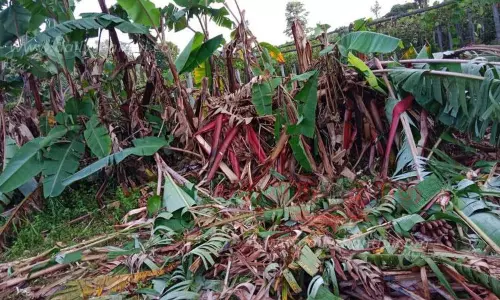 வாழை மரங்கள் சேதம்