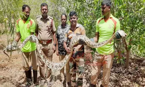 ஆட்டை விழுங்கிய மலைப்பாம்பு மீட்பு