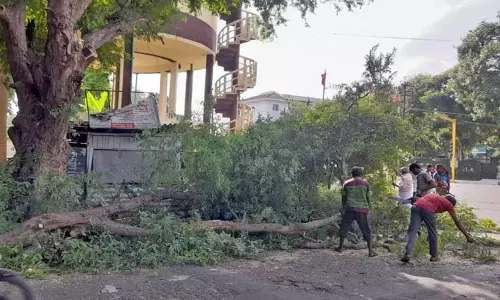 143 மரங்கள் வெட்டி அகற்றம்