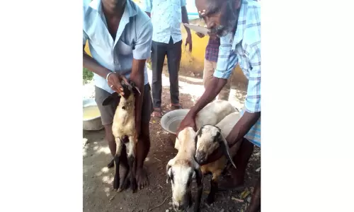 அணைக்கட்டு பகுதியில் மீண்டும் சிறுத்தை நடமாட்டமா?