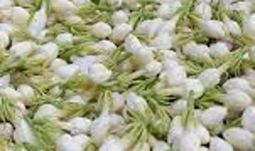 பூக்கள் விலை கிடுகிடு உயர்வு பூக்கள் விலை கிடுகிடு உயர்வு