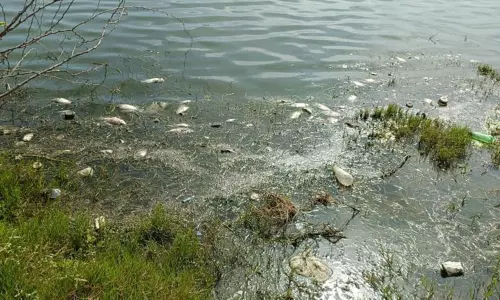 ஏரியில் செத்து மிதந்த மீன்கள்