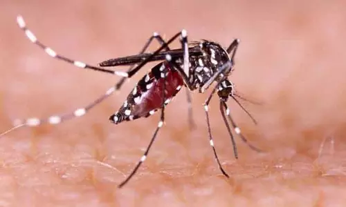 டெங்கு காய்ச்சலுக்கு 37 பேர் மருத்துவமனைகளில் அனுமதி