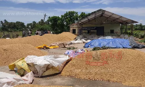 குவிந்து கிடக்கும் நெல்மணிகள் குவிந்து கிடக்கும் நெல்மணிகள்