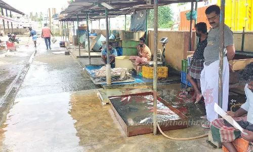 1 கிலோ மத்தி மீன் ரூ.100-க்கு விற்பனை