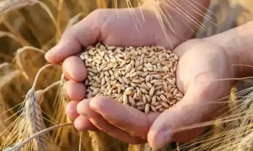 மொத்த விற்பனையாளர்கள் கோதுமை இருப்பு வைக்க மேலும் கட்டுப்பாடு - விலையை குறைக்க மத்திய அரசு அதிரடி