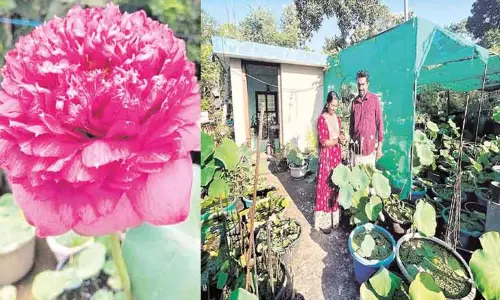 அரிய வகை தாமரை மலர் தோட்டம் அரிய வகை தாமரை மலர் தோட்டம்