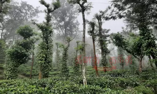 தேயிலை செடிகளை தாக்கும் கொப்புள நோய்