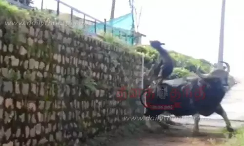 காட்டெருமை தாக்கி கன்றுக்குட்டி சாவு