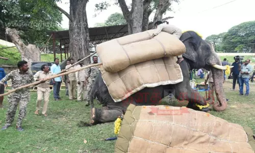 அபிமன்யு யானைக்கு மணல் மூட்டை சுமக்கும் பயிற்சி