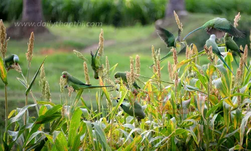 சோளம் தின்னும் கிளிகள்