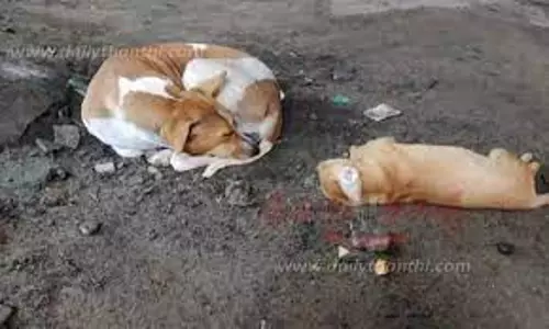 விஷ இறைச்சியை தின்ற 9 நாய்கள் சாவு