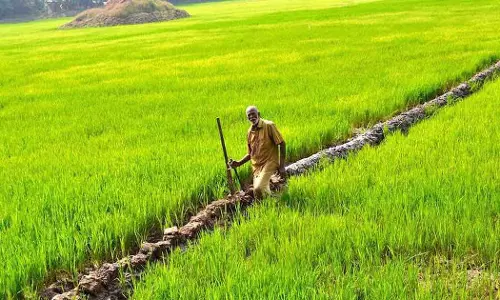 விவசாயிகளுக்கு நெல் சாகுபடி குறித்து பயிற்சி