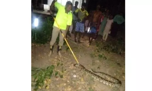 3 பாம்புகள் பிடிபட்டன