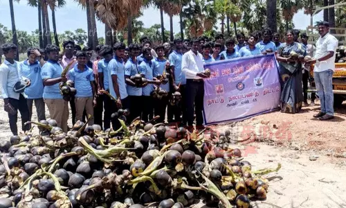 திருச்செந்தூர் பகுதியில் பனை விதைகள் சேகரிப்பு