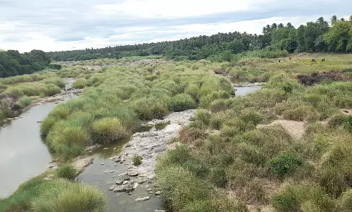 அமராவதி ஆற்றை  தூர்வார  நடவடிக்கை எடுக்க வேண்டும்