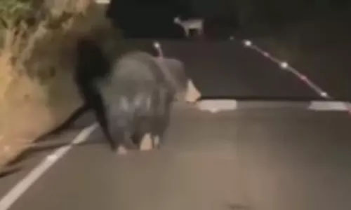 உடுமலை-மூணாறு சாலையில் உலா வரும் கரடியால் வாகன ஓட்டிகள் அச்சம்