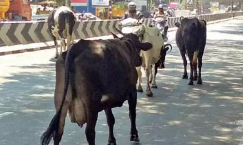 சாலையில் சுற்றித்திரிந்த 20 மாடுகள் பிடிப்பட்டன