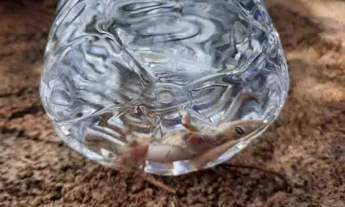 குடிநீர் பாட்டிலில் இறந்து கிடந்த பல்லி: சமூக வலைத்தளங்களில் வீடியோ வைரல்