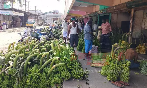 வாழைத்தார் விலை உயர்வு
