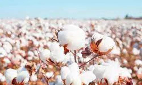 ரூ.55 லட்சத்துக்கு பருத்தி ஏலம் ரூ.55 லட்சத்துக்கு பருத்தி ஏலம்