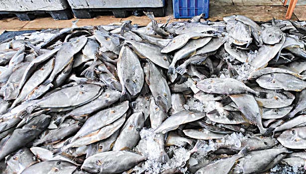 காசிமேடு மீனவர்கள் வலையில் சிக்கிய அபூர்வ வகை 'செருப்பு' மீன்கள் - ரூ.30 கோடிக்கு ஏற்றுமதி