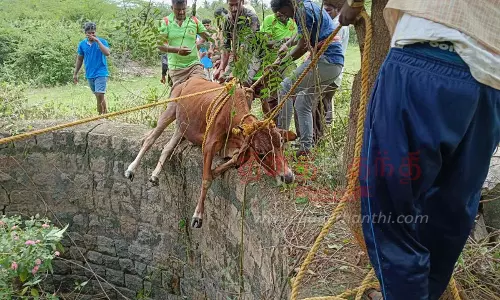 கிணற்றில் விழுந்த பசுமாடு மீட்பு