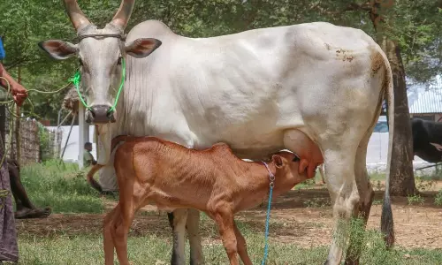 ரூ.13 லட்சத்துக்கு மாடுகள் விற்பனை