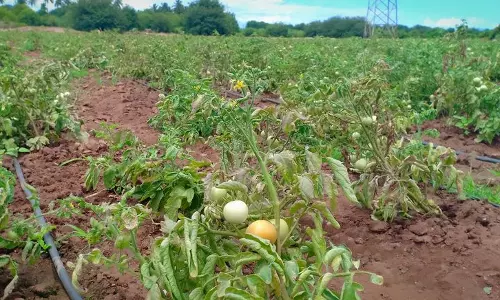 கம்பம் பகுதியில்சொட்டு நீர் பாசனம் மூலம் தக்காளி சாகுபடி