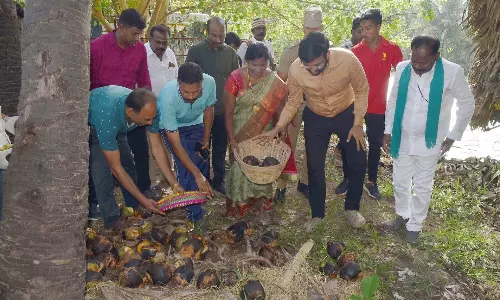 கடலூர் மாவட்டத்தில் 57 கிமீ தூரத்திற்கு 5 லட்சம் பனை விதைகள் நடப்படும் கலெக்டர் அருண்தம்புராஜ் தகவல்