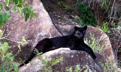 மருதமலை வனப்பகுதியில் கருஞ்சிறுத்தை நடமாட்டம்